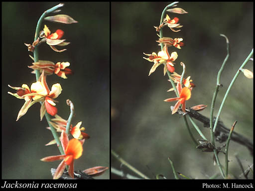 Photograph of Jacksonia racemosa Meisn.