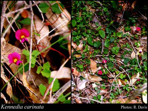 Photograph of Kennedia carinata (Benth.) Domin