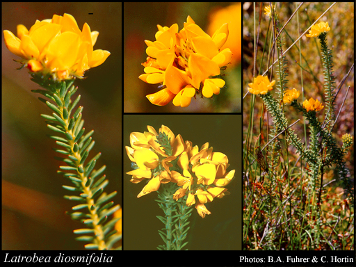 Photograph of Latrobea diosmifolia Benth.