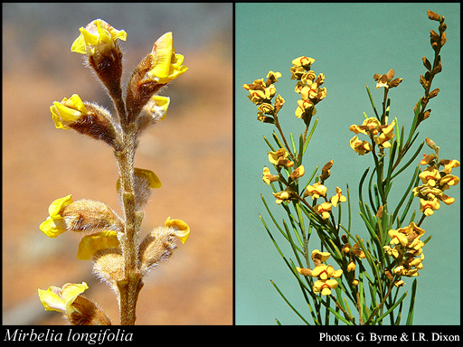 Photograph of Mirbelia longifolia C.A.Gardner
