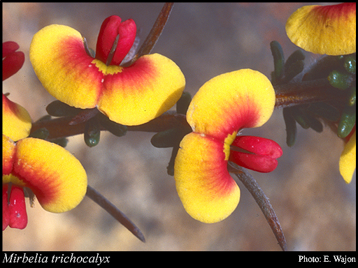 Photograph of Mirbelia trichocalyx Domin