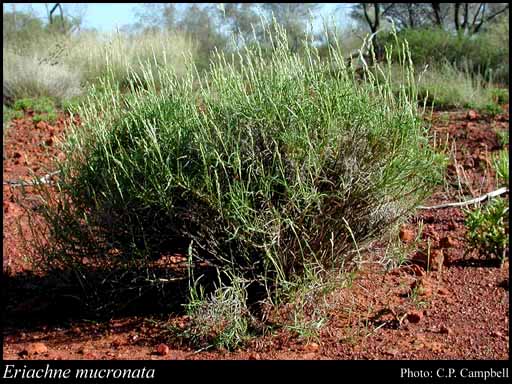 Photograph of Eriachne mucronata R.Br.