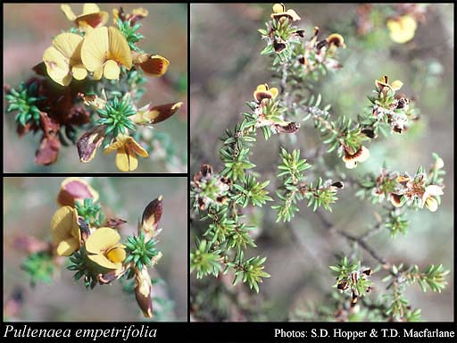 Photograph of Pultenaea empetrifolia Meisn. Image