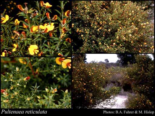 Photograph of Pultenaea reticulata (Sm.) Benth.