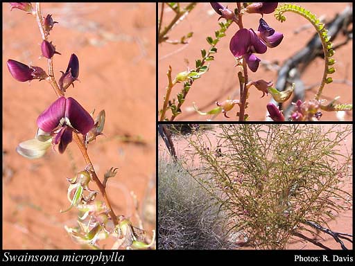 Photograph of Swainsona microphylla A.Gray