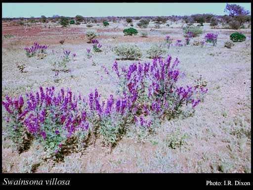 Photograph of Swainsona villosa J.M.Black