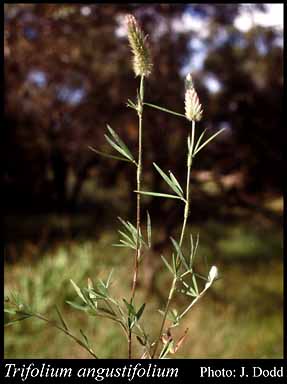 Photograph of Trifolium angustifolium L.