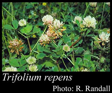 Photograph of Trifolium repens L.