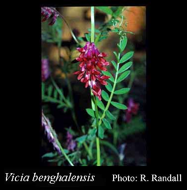 Photograph of Vicia benghalensis L.