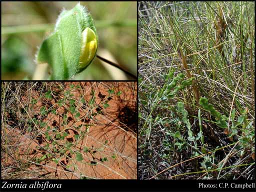 Photograph of Zornia albiflora Mohlenbr.