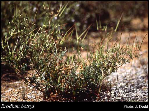 Photograph of Erodium botrys (Cav.) Bertol.
