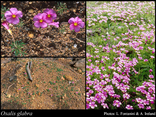 Photograph of Oxalis glabra Thunb.