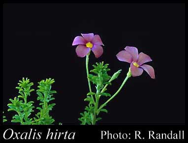 Photograph of Oxalis hirta L. Image