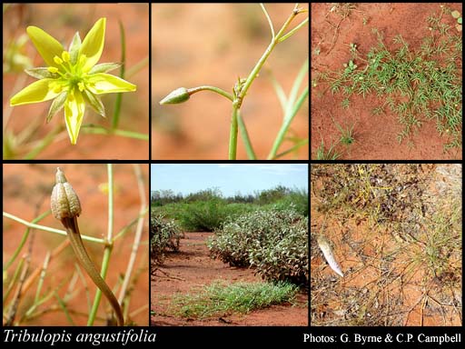 Photograph of Tribulopis angustifolia R.Br.