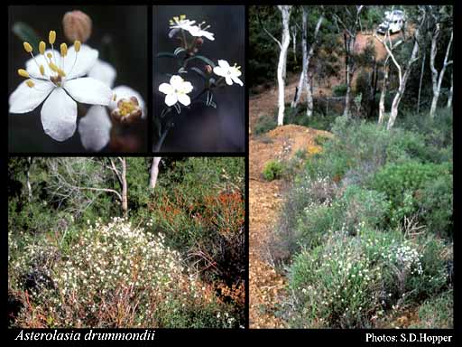 Photograph of Asterolasia drummondii Paul G.Wilson Image