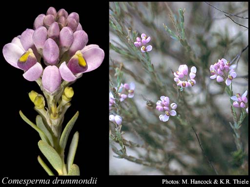 Photograph of Comesperma drummondii Steetz