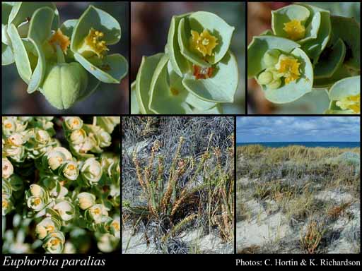 Photograph of Euphorbia paralias L.
