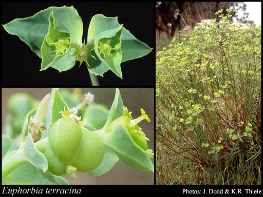 Photograph of Euphorbia terracina L.