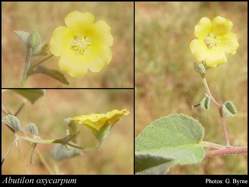 Photograph of Abutilon oxycarpum (F.Muell.) Benth.