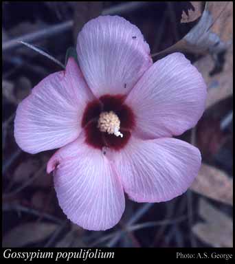 Photograph of Gossypium populifolium (Benth.) F.Muell.