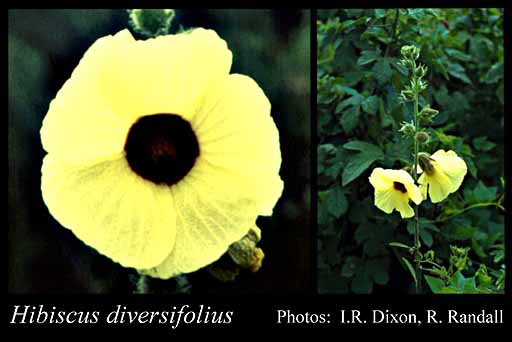 Photograph of Hibiscus diversifolius Jacq.