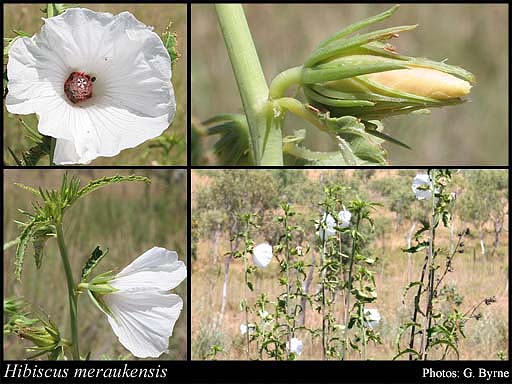 Photograph of Hibiscus meraukensis Hochr.