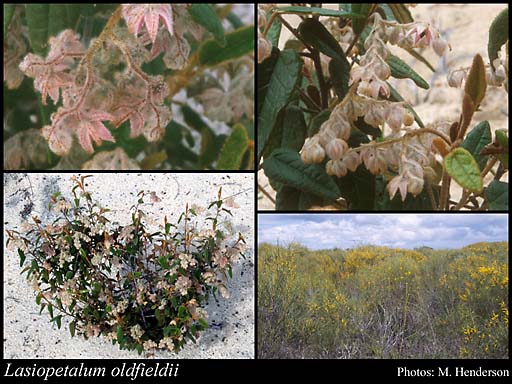 Photograph of Lasiopetalum oldfieldii F.Muell.