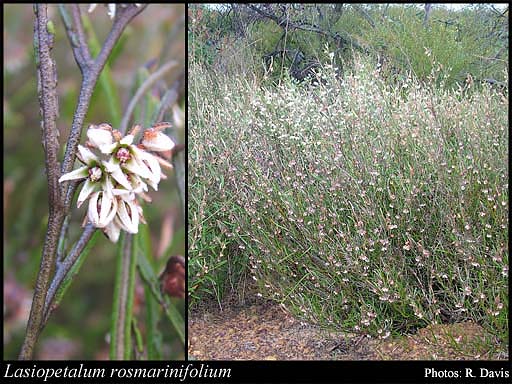 Photograph of Lasiopetalum rosmarinifolium (Turcz.) Benth.
