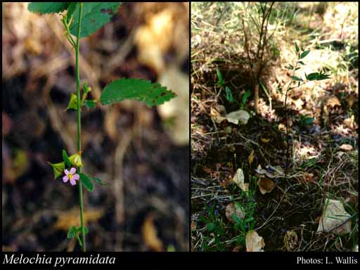 Photograph of Melochia pyramidata L. Image