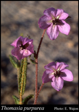 Photograph of Thomasia purpurea (Dryand.) J.Gay