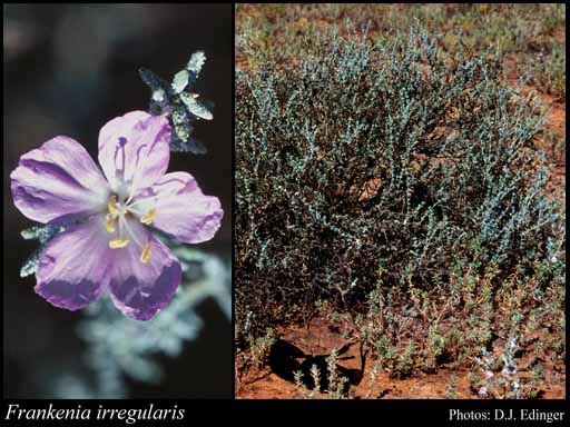 Photograph of Frankenia irregularis Summerh.