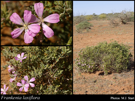 Photograph of Frankenia laxiflora Summerh.