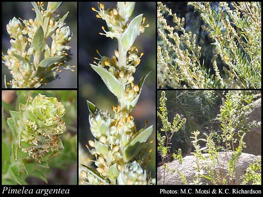 Photograph of Pimelea argentea R.Br.