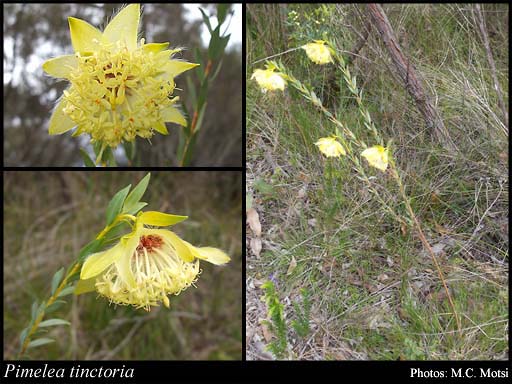 Photograph of Pimelea tinctoria Meisn. Image