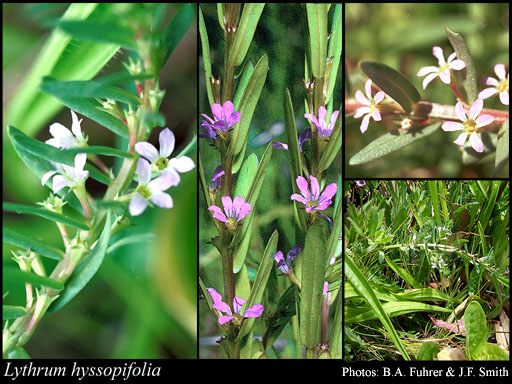 Photograph of Lythrum hyssopifolia L.