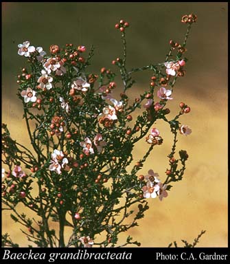 Photograph of Baeckea grandibracteata E.Pritz.