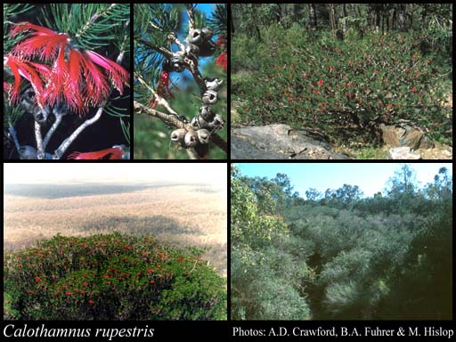 Photograph of Calothamnus rupestris Schauer Image