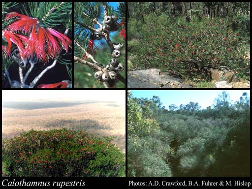 Photograph of Calothamnus rupestris Schauer