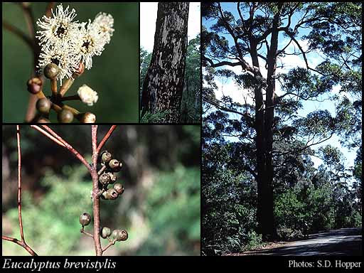 Photograph of Eucalyptus brevistylis Brooker