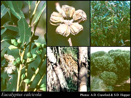 Photograph of Eucalyptus calcicola Brooker