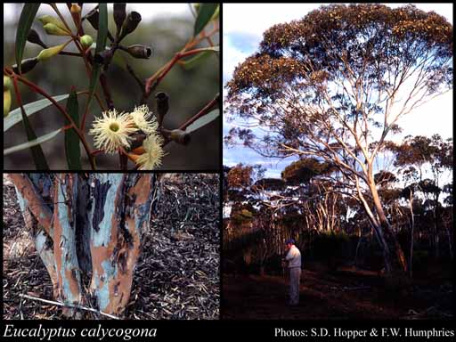 Photograph of Eucalyptus calycogona Turcz.