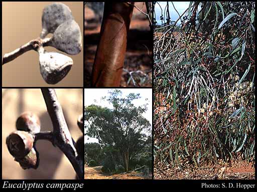Photograph of Eucalyptus campaspe S.Moore
