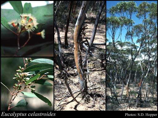 Photograph of Eucalyptus celastroides Turcz.