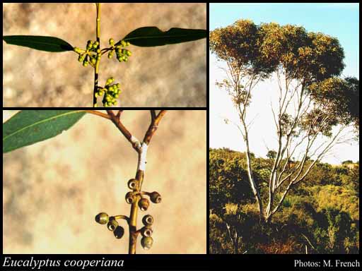 Photograph of Eucalyptus cooperiana F.Muell.