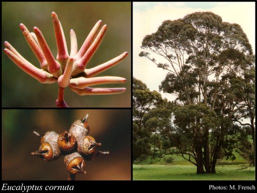 Photograph of Eucalyptus cornuta Labill.