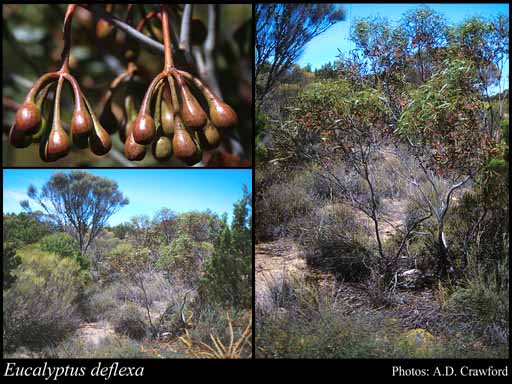 Photograph of Eucalyptus deflexa Brooker