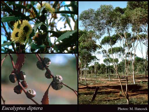 Photograph of Eucalyptus diptera C.R.P.Andrews