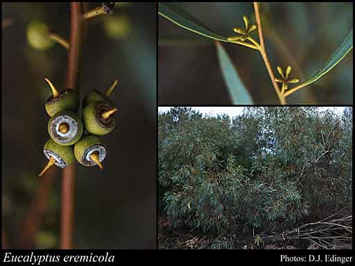 Photograph of Eucalyptus eremicola Boomsma