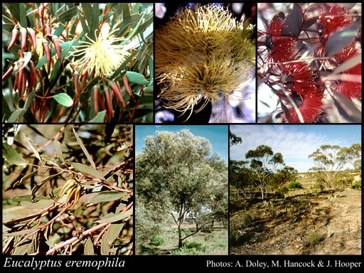 Photograph of Eucalyptus eremophila (Diels) Maiden