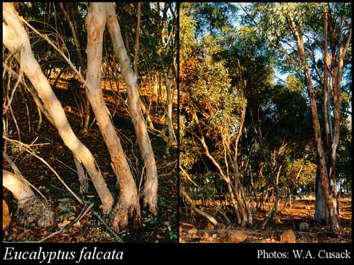 Photograph of Eucalyptus falcata Turcz.